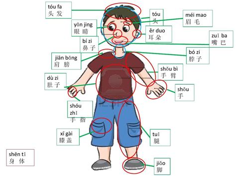 身体部位|人体简介